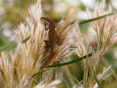 [A brown anole with a white chin is resting in the bushy tops of a bushy bluestem.]